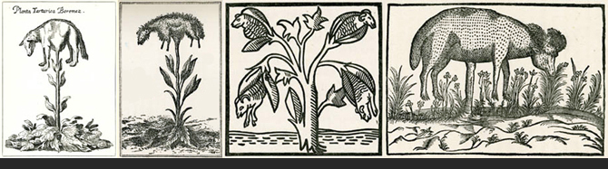Vegetable Lamb